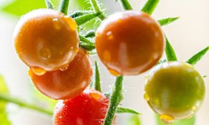 寧夏網(wǎng)站建設(shè)：為水果公司搭建數(shù)字化橋梁，激活市場增長新動(dòng)能