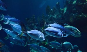 漁業(yè)網(wǎng)站建設(shè)-漁業(yè)網(wǎng)站制作設(shè)計開發(fā)加速漁業(yè)信息化