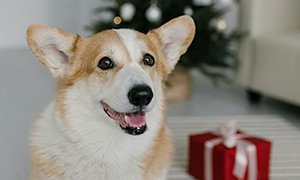 北京網(wǎng)站設(shè)計(jì)寵物用品購(gòu)物商城的價(jià)值剖析