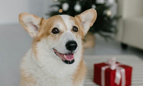 北京網(wǎng)站設(shè)計(jì)寵物用品購(gòu)物商城的價(jià)值剖析