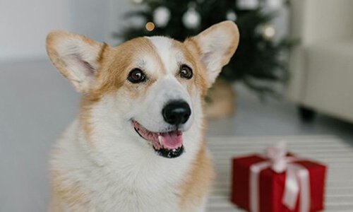 北京網(wǎng)站設(shè)計(jì):電商網(wǎng)站與寵物網(wǎng)站的創(chuàng)建思路