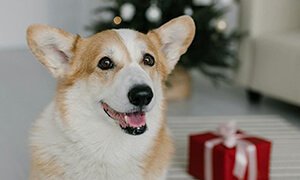 寵物網(wǎng)站建設(shè)：讓服務(wù)與信任在線(xiàn)上自然生長(zhǎng)